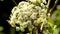 Wild angelica, Angelica sylvestris, medicinal plant with flower