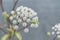 Wild angelica, Angelica sylvestris, white flowers with honeybees