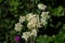 Wild Angelica or Forest Angelica or Sylvestre Angelica