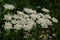 Wild Angelica or Forest Angelica or Sylvestre Angelica