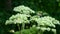 Wild angelica, medicinal plant with flower