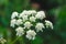 Wild angelica or wood angelica