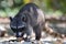 Wild angry raccoon in the jungle of Costa Rica waiting for food