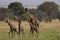 Wild animal in africa, serengeti national park