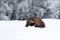 Wild animal Beech marten, Martes foina,running in the snow.
