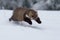 Wild animal Beech marten, Martes foina,running in the snow.