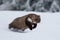 Wild animal Beech marten, Martes foina,running in the snow.