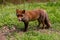 Wild animal, brown fox standing on the grass, nature beauty, side view