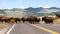 Wild Animal Buffalo Bull Males Oversee Road Crossing Yellowstone National Park