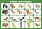 wild animal chart