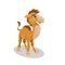 Wild animal cute baby camel in isometric style for zoo. Vector illustration.