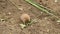Wild animal cute black tailed prairie dog eating leaf