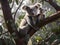 Wild animal cute koala mother and child on the tree hyper realistic photo, created with generative AI technology