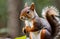 Wild animal cute squirrel in the forest hyper realistic photo, created with generative AI technology