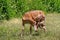 Wild animal. Deer in green grass