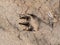 Wild animal foot print on the dry soil