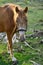 wild animal hors in field grass in night