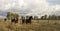 Wild Animal Horses Stampede Running Along Fence Senses Aware