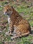 Wild animal. Leopard - Panthera pardus