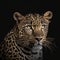 Wild Animal Leopard Portrait. Illustration Generative AI