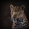 Wild Animal Leopard Portrait. Illustration Generative AI