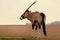 Wild animal. Lonely Oryx walks through the Namib desert