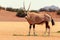 Wild animal. Lonely Oryx walks through the Namib desert