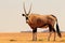 Wild animal. Lonely Oryx walks through the Namib desert