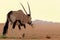 Wild animal. Lonely Oryx walks through the Namib desert