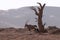 Wild animal. Lonely Oryx walks through the Namib desert