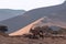 Wild animal. Lonely Oryx walks through the Namib desert