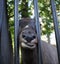 Wild animal moose behind bars stuck its muzzle into the fence