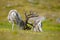 Wild animal from Norway. Reindeer, Rangifer tarandus, with massive antlers in the green grass and blue sky, Svalbard, Norway.