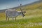 Wild animal from Norway. Reindeer, Rangifer tarandus, with massive antlers in the green grass and blue sky, Svalbard, Norway. Wild