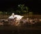 Wild animal park black white swan children