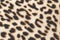 Wild animal pattern background or texture, Leopard jungle theme print