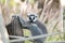 Wild Animal Ring-Tailed Lemur in Al Ain Zoo Safari