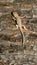 Wild Animal Sagebrush Lizard Forest Reptile Sceloporus Graciosus