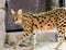 Wild Animal Serval Cat in African Jungle