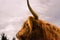 Wild animal side portrait. Scottish highland cattle from below. Majestic profile. Primal animal