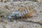 Wild animal skeleton in Africa. Namibia.