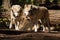 Wild Animal Wolf Pair Standing Playing North American Wildlife