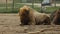 Wild animal in a zoo, footage of a massive bison lying on the ground, Cleveland