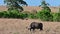 Wild animals of Africa. African buffalo grazing