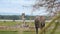 Wild animals of Africa. African elephant walking in the savannah