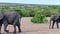 Wild animals of Africa. An African elephant walking in the savannah