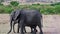Wild animals of Africa. Elephant and a baby elephant walk through the savannah