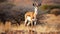 Wild animals in Africa savannah, standing alert generated by AI