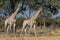 Wild animals in the African jungle.A pair of giraffe standing on the bank of the Chobe  river in Botswana