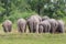 Wild animals, Asian wild elephants in Khao Yai National Park.Thailand